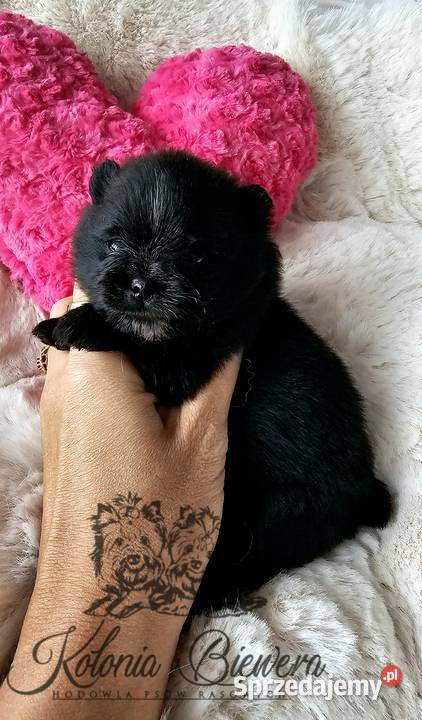 Szpic MiniaturowyPomeranian piesek czarny ze Sędziejowice