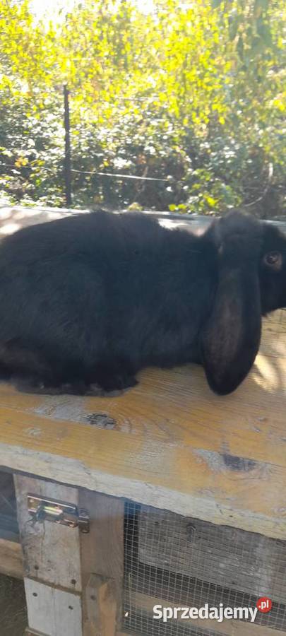 Samiec baran fracuski podkarpackie Kamień sprzedam