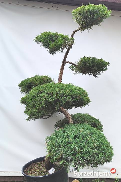 Bonsai Niwaki Jałowiec Wilhelm Pfitzer Medynia Łańcucka