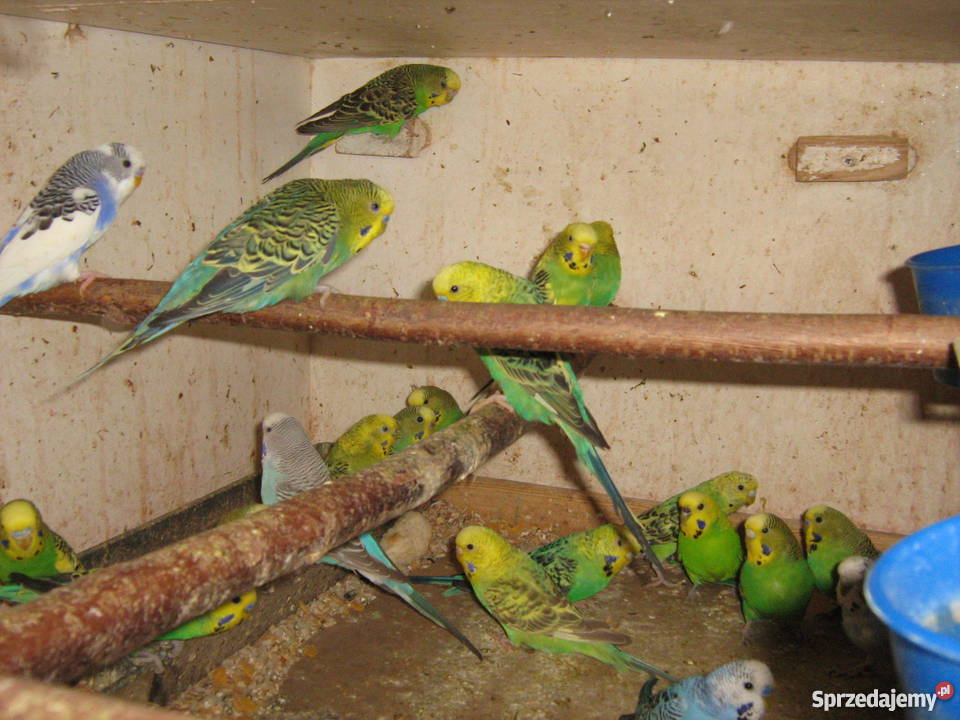 Sprzedam papugi faliste lubelskie Zamość
