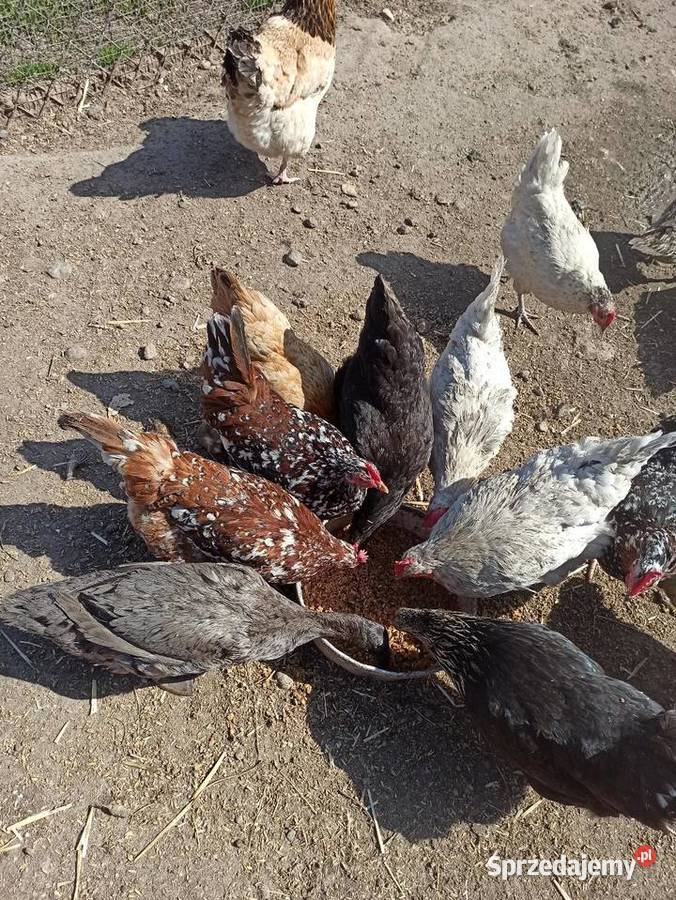 Jaja lęgowe kur mix ras zagrodowe teczanka Drób i ptactwo lubelskie