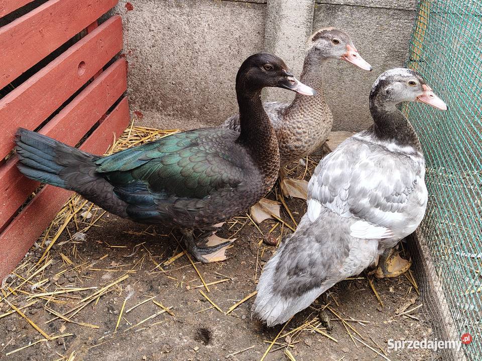 Kaczki kaczuszki call duck i francuskie piżmowe