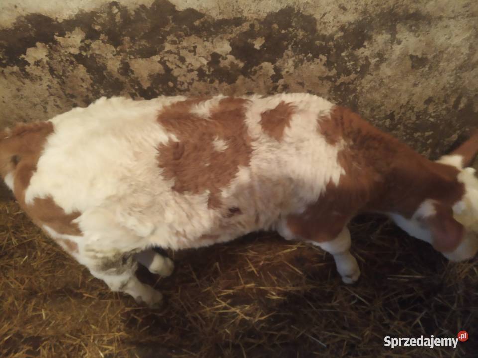 Byczek Simental Szyk