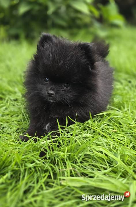 Szpic miniaturowy pomeranian Tarnów