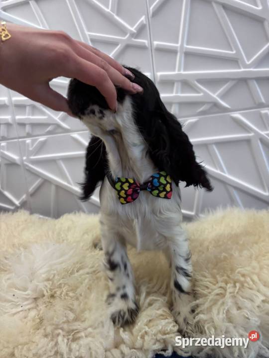 Cocker spaniel angielski Cocker Spaniel Żelazków