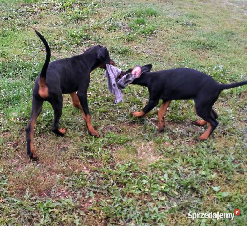 Doberman FCI ZKwP tanio świętokrzyskie Włoszczowa