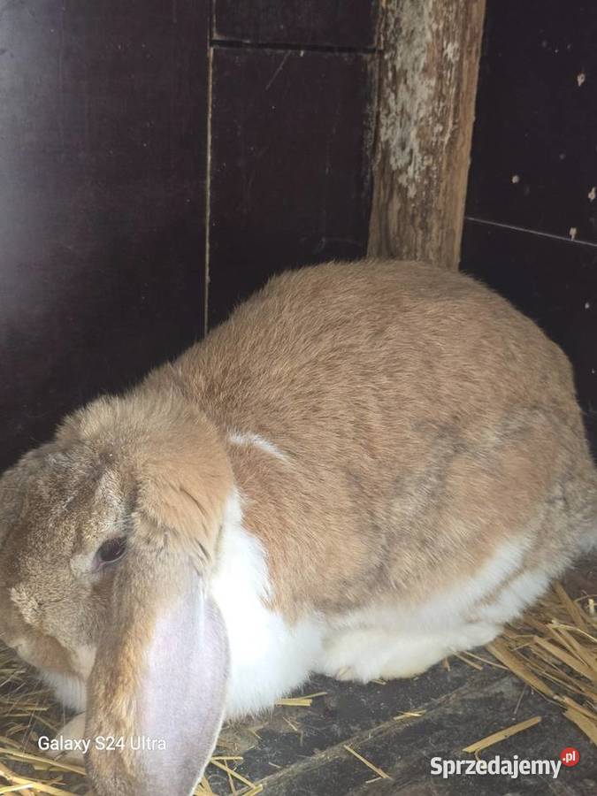 Króliki barany francuskie Pławna Górna sprzedam