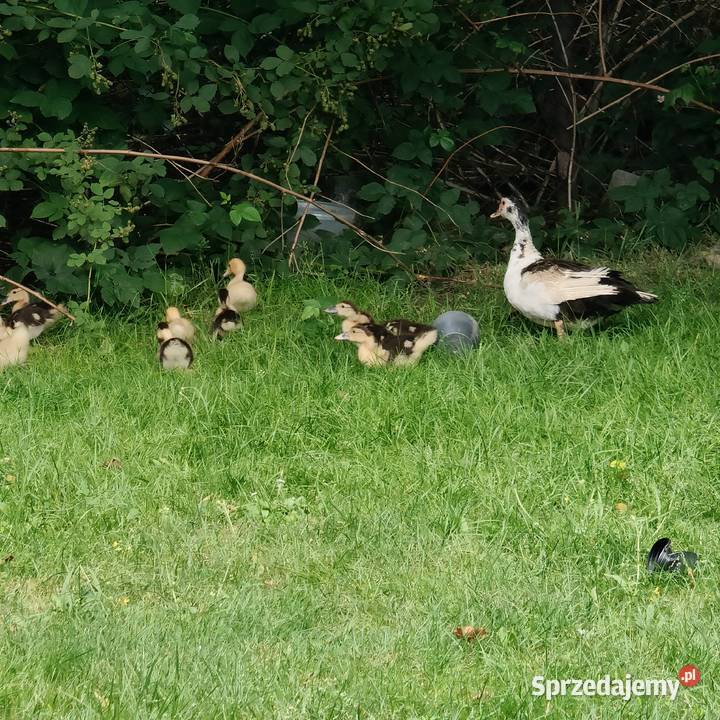 Kaczki francuskie Rybnik