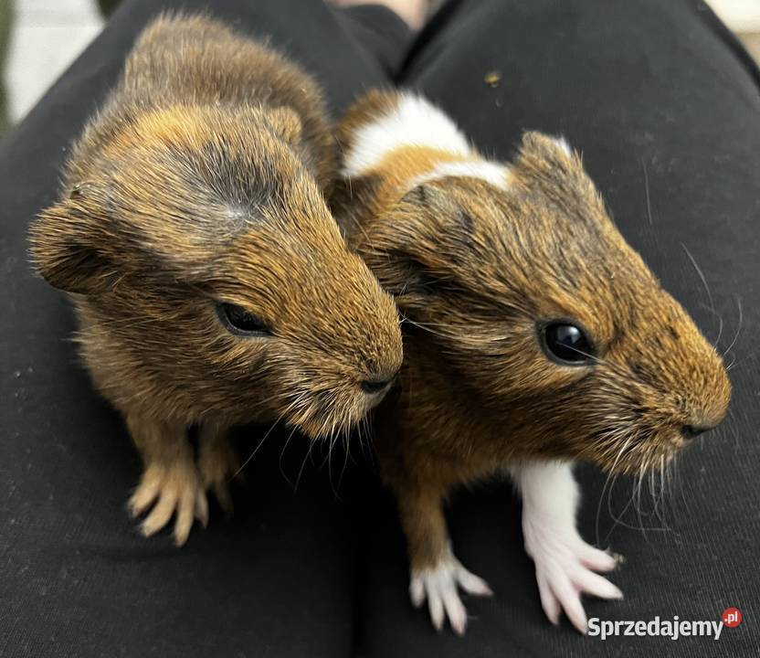 Świnka morska Zielina