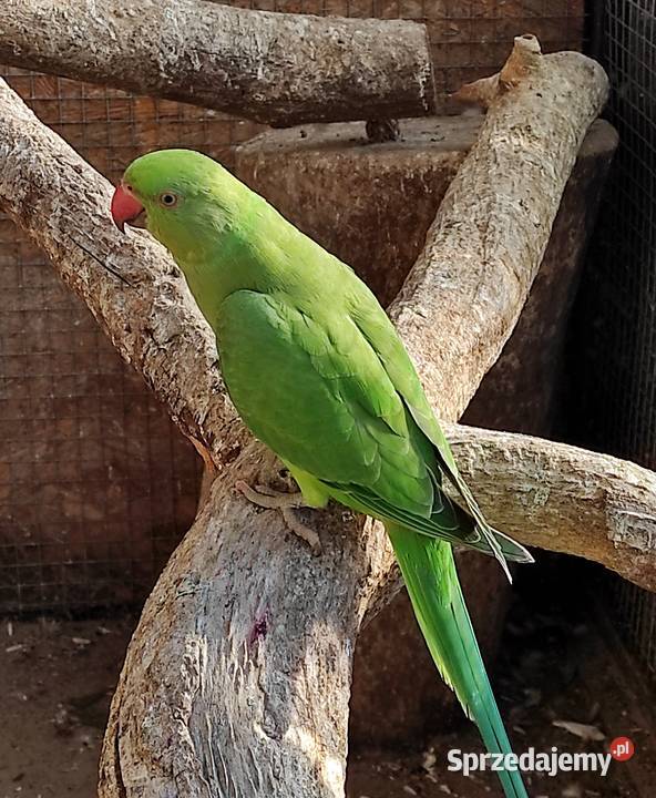 Sprzedam Aleksandretty świergotki i inne ptaki Kalisz