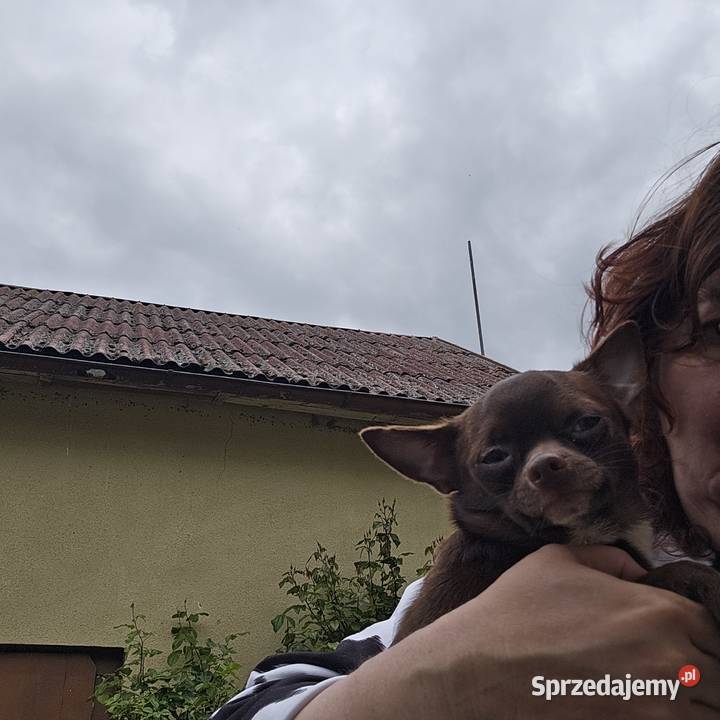 Rodowód FCI Piękny Czekoladowy Słodziak Zwierzęta zachodniopomorskie Kołobrzeg