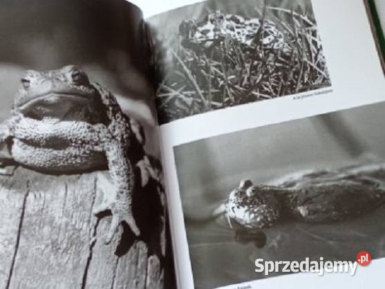 Włodzimierz Puchalski Bezkrwawe łowy przyroda Łódź