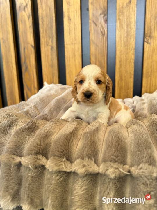 Cocker Spaniel Angielski Włodary sprzedam