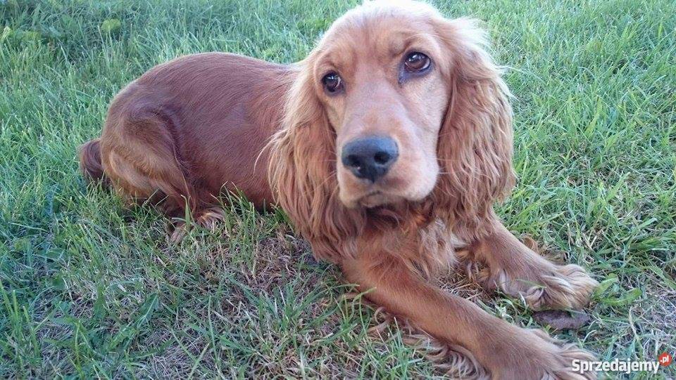 cocker spaniel szczeniaki sprzedam