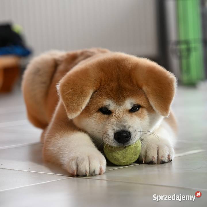 Akita inu akita japońska samiec Championie Akita Częstochowa