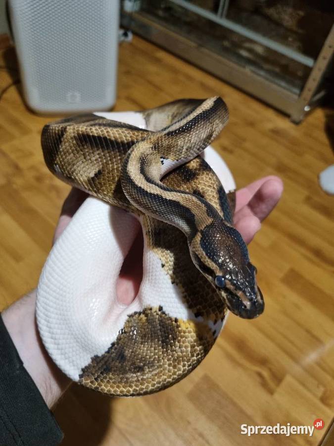 pyton królewski świętokrzyskie Kielce