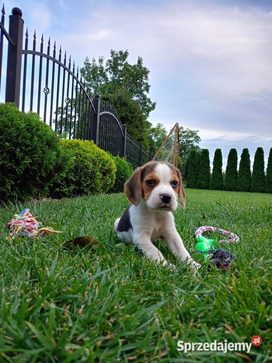 Śliczne Beagle metryka czip wyprawka Poddębice
