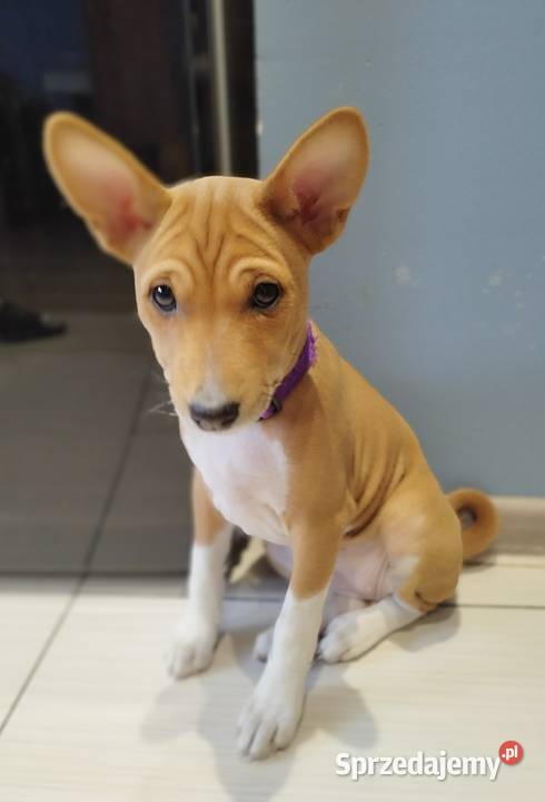 Szczenię Basenji mazowieckie