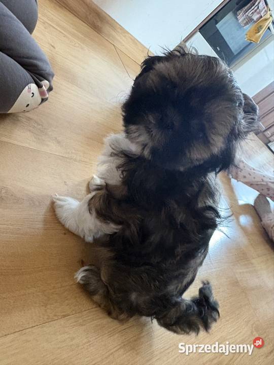 Suczka shih tzu Lipa