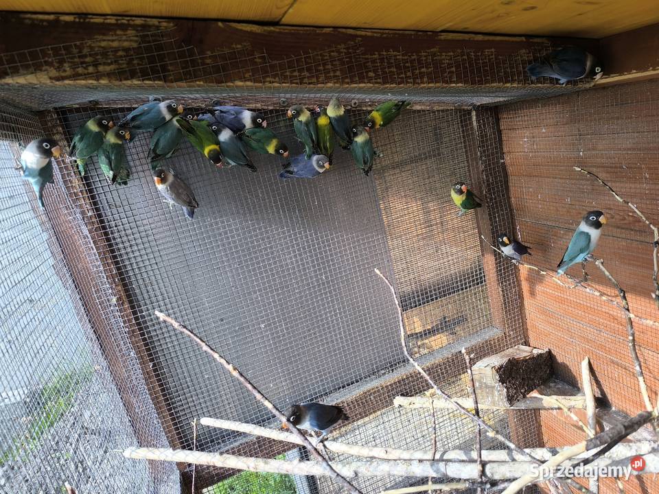 Nierozłączki czarnogłowe Mlode z 2026 Pszów