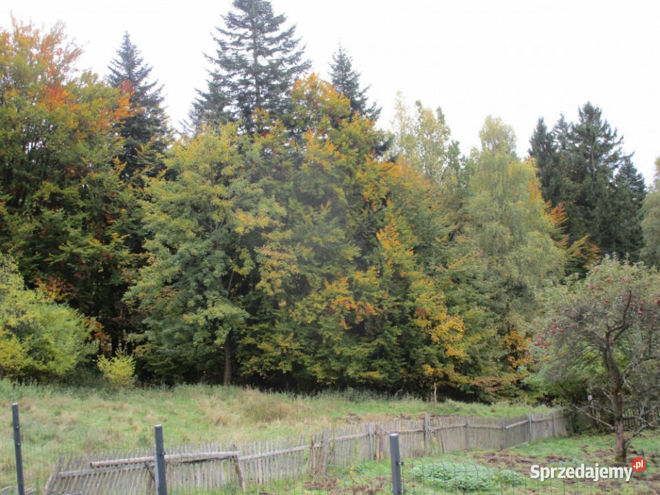 syndyk sprzeda udziały w działkach w Ciścu Cisiec