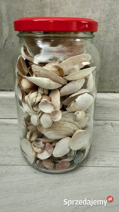 Muszle muszelki ozdobne naturalne Polska Pozostałe Łódź