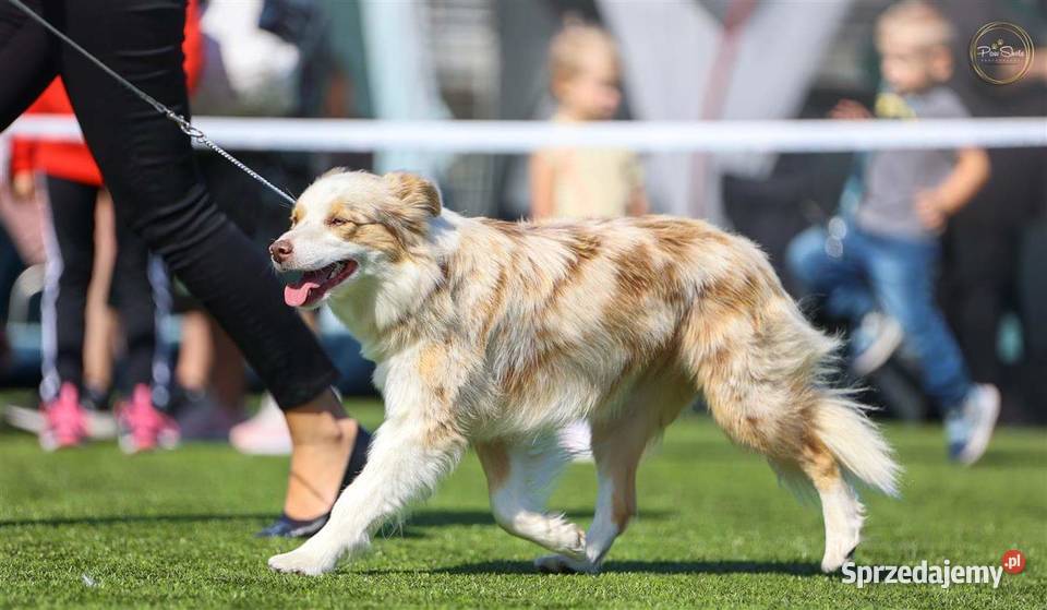 Border Collie FCI zapowiedz 2026 zachodniopomorskie Drawno
