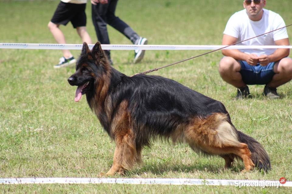 owczarek niemiecki długowłosy