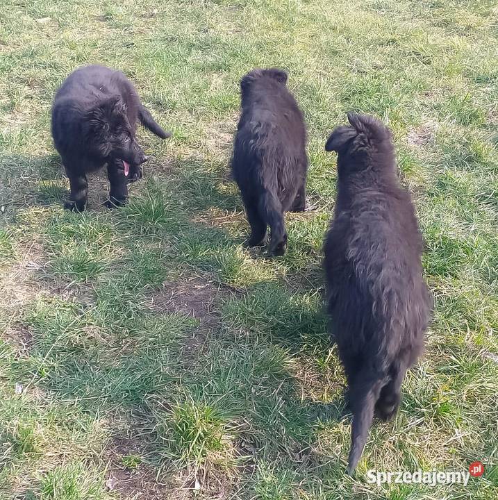 Owczarki Staroniemieckie czarne długowłose Krzeszów
