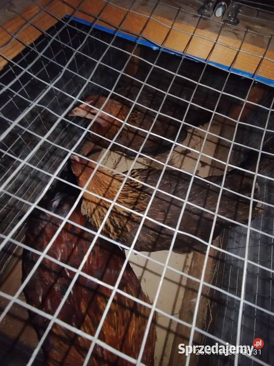 Kury zielononóżki 21 Ptaki Szubin