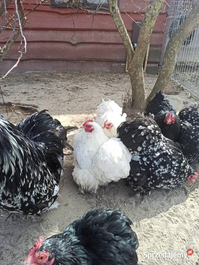 Jaja lęgowe kochin karzełek Drób i ptactwo Krupe