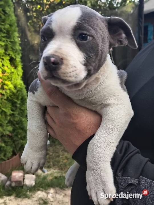 American Bully ABKC pies standard Pozostałe Warszawa