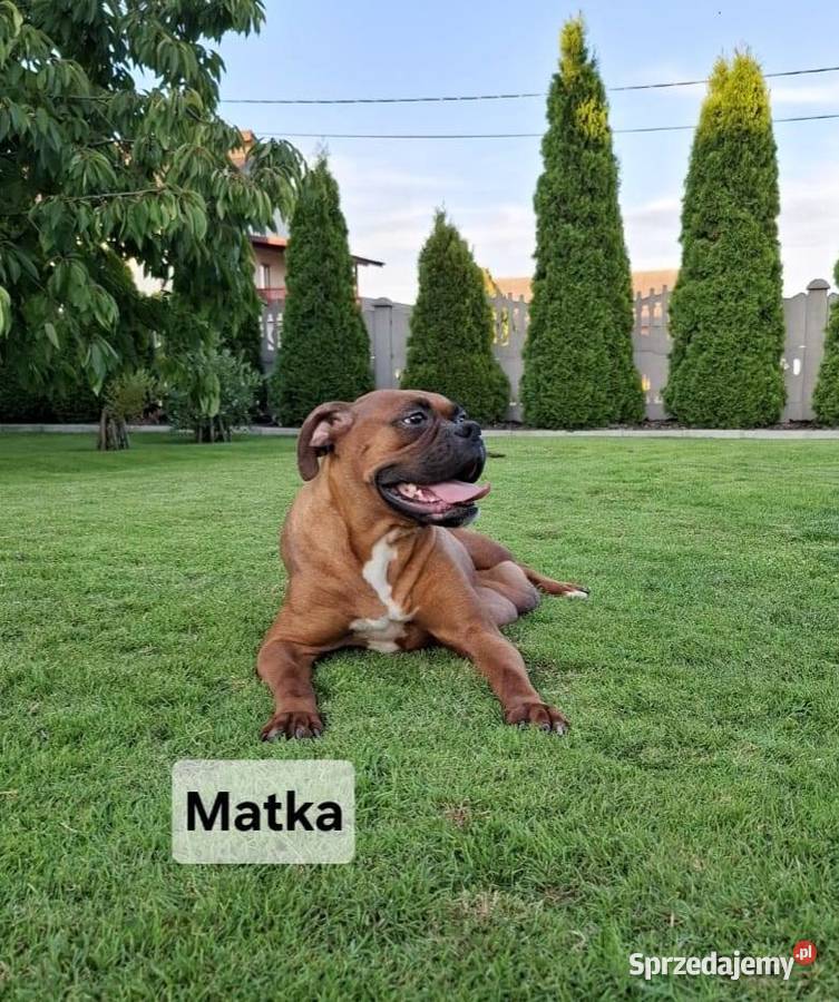 Szczeniaki Bokser Baszyny