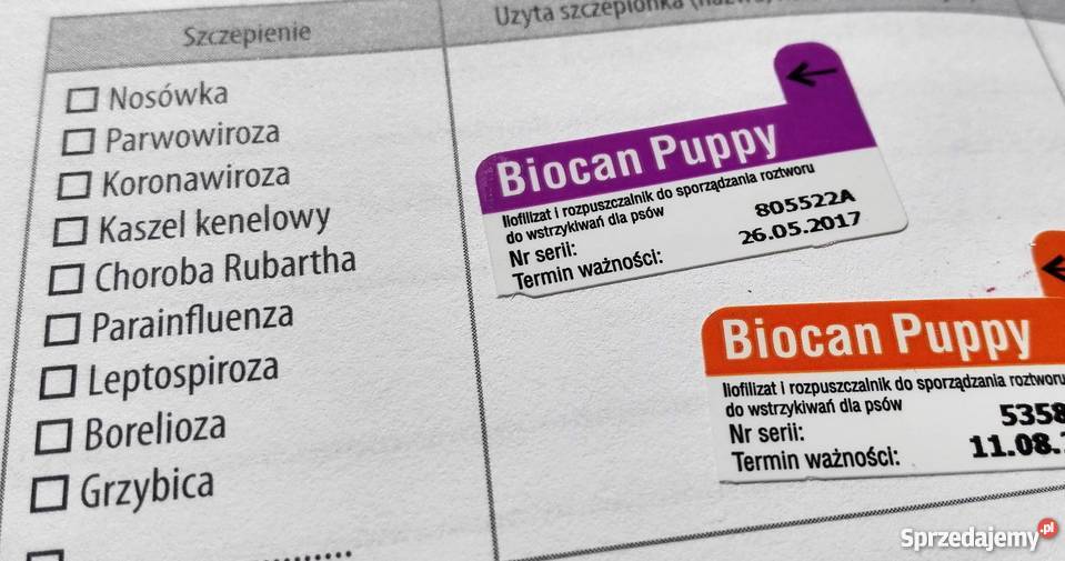 Szczeniak piękna suczka Shar Pei Psy małopolskie Kraków sprzedam