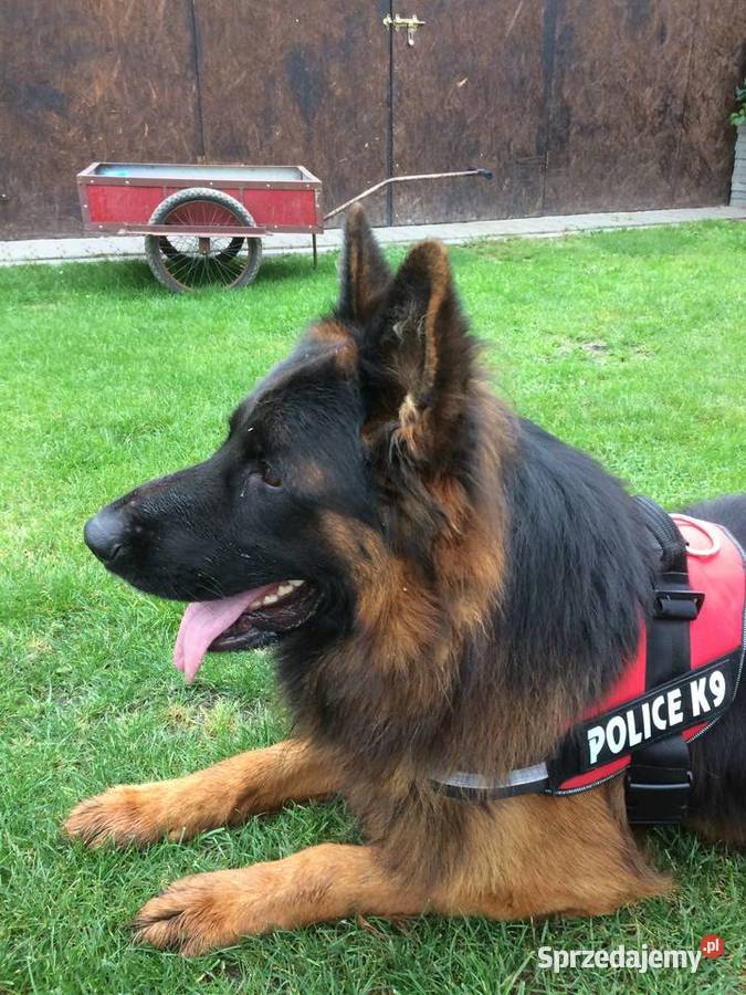 Owczarek Niemiecki Długowłosy