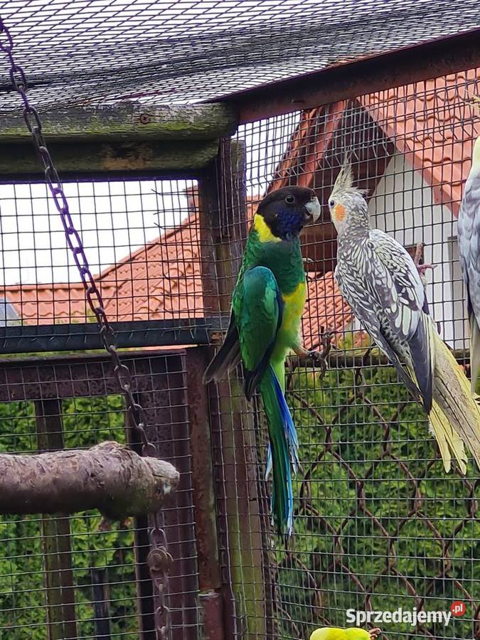 Barnard żółtobrzuchy Ptaki Kraków