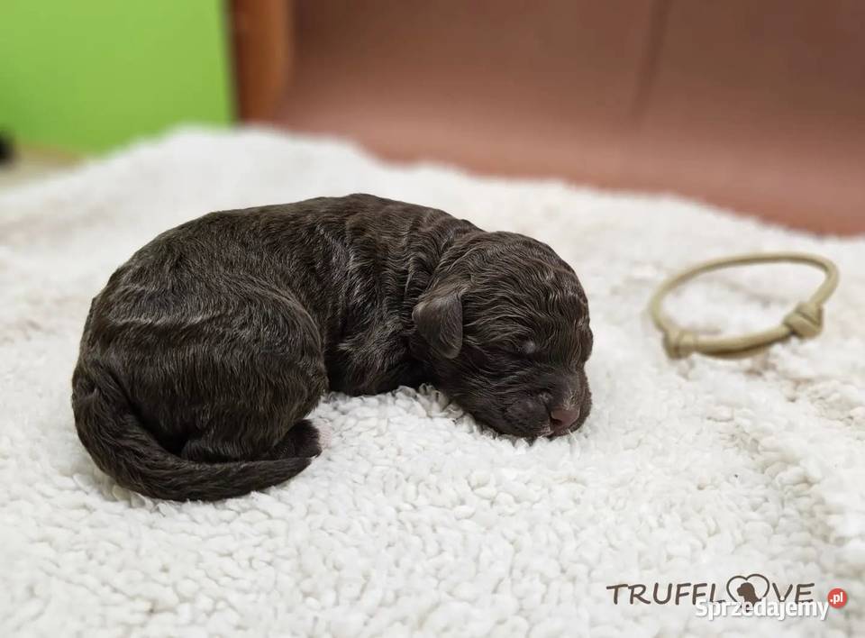 Lagotto Romagnolo ZKwPFCI samiec szczeniak Psy mazowieckie