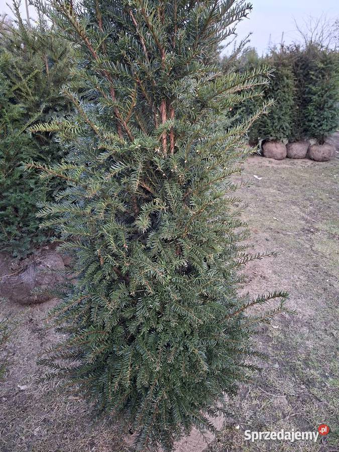 Gotowy Wysoki Żywopłot Cis Baccata Mszczonów