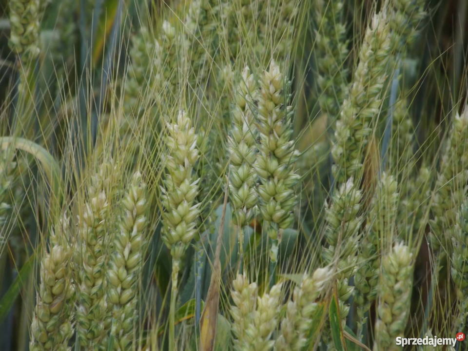 Pszenica Ostroga centrali Zboża