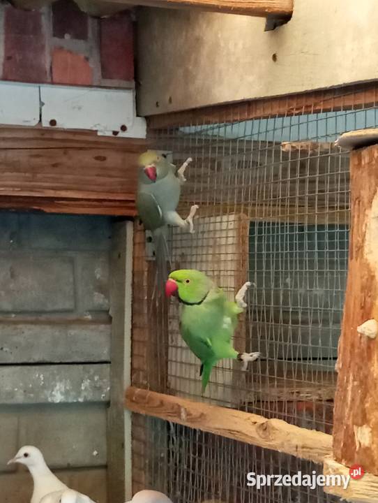 Barabandy rozelle aleksandretty