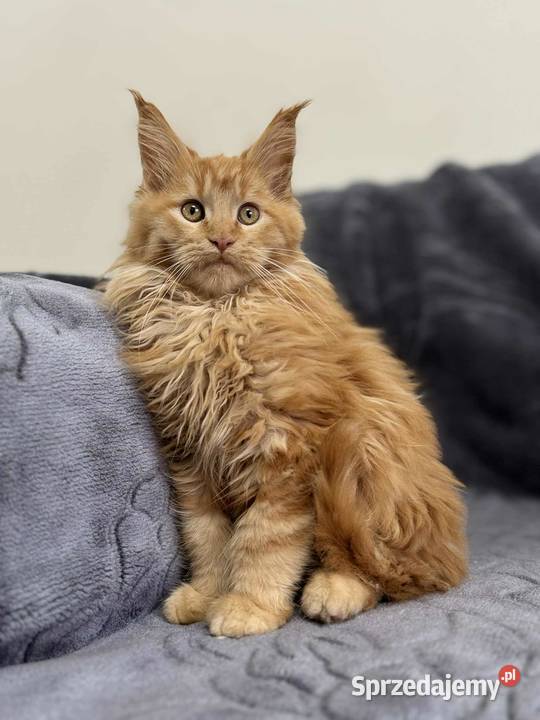 Maine Coon Rudy Daleszyce