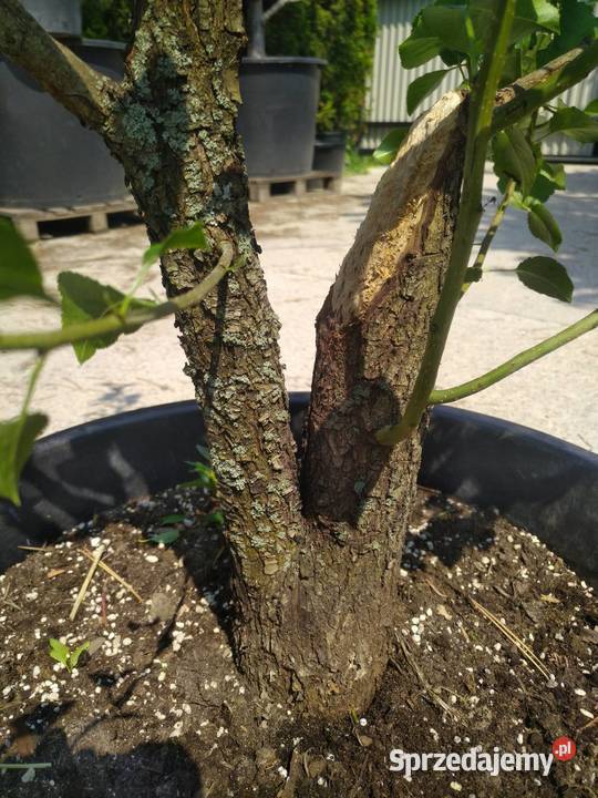 Drzewka pre bonsai dzika grusza i grab Pozostałe Skierniewice