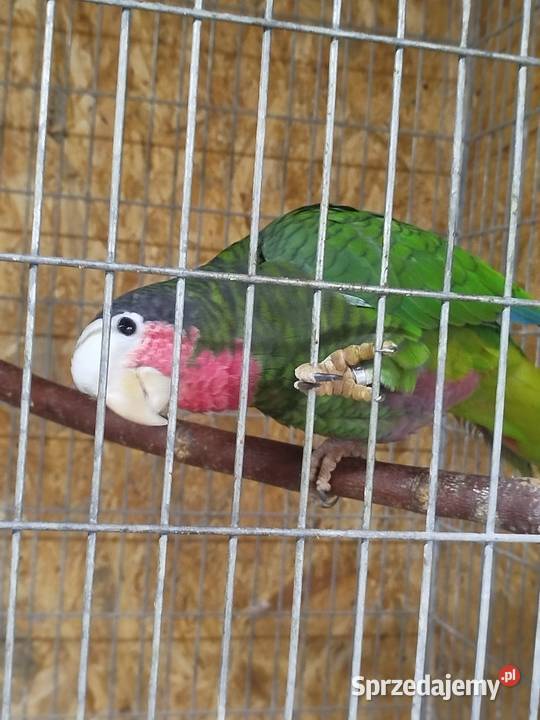 Amazónka kubańska para Siedlce