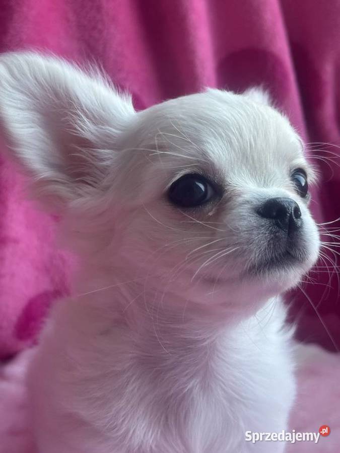 Chihuahua długowłosy z doskonałym rodowodem Chihuahua