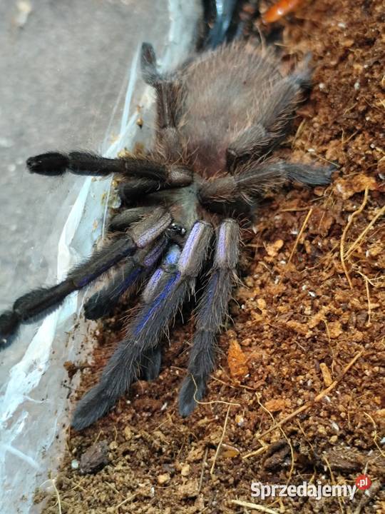 Ptaszniki samice Pruszków