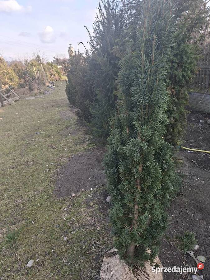 Cis Kkolumnowy Fastigiata Robusta sprzedam