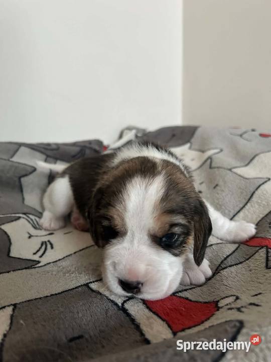 Beagle tricolor ZKwP Konopiska
