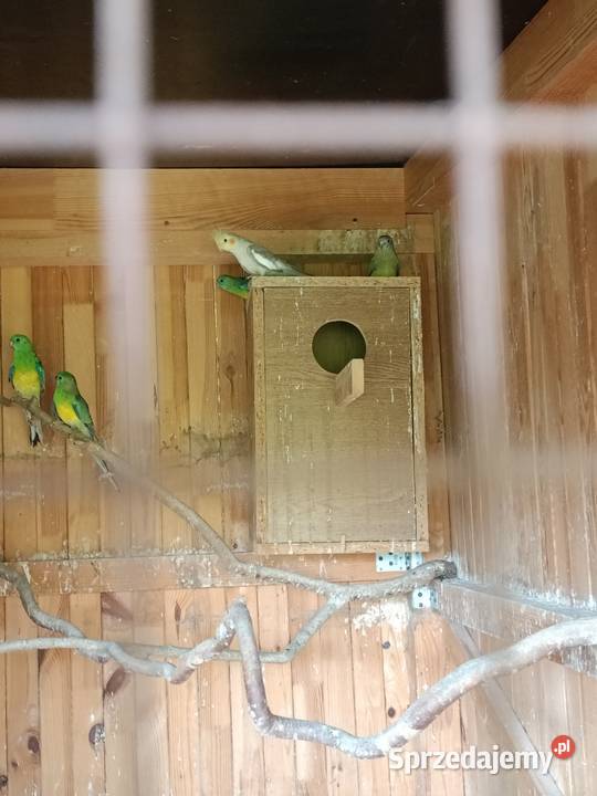 Papugi sprzedam mazowieckie Czarna Kolonia