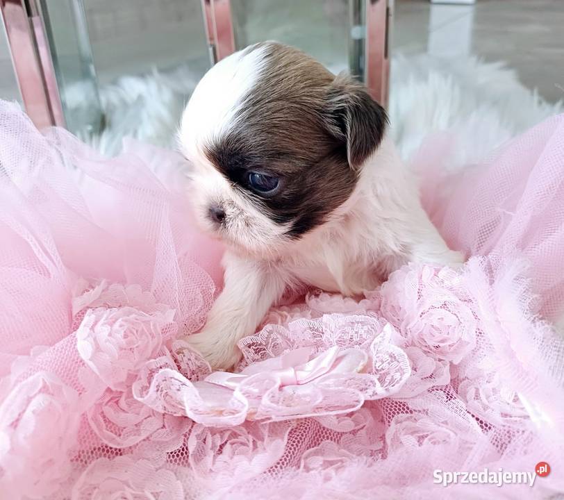 Shihtzu dziewczynka