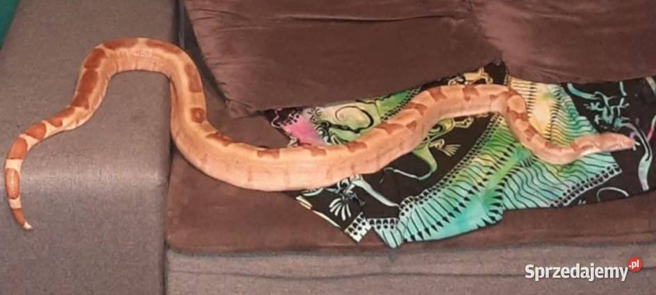 Boa constrictor salmon Grodzisk Mazowiecki sprzedam
